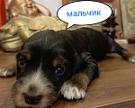 Собаки в Москве: Мальчик Мальчик, 50 000 руб. - фото 5