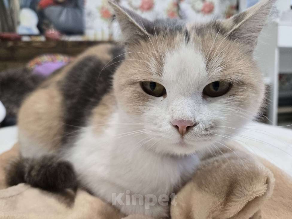 Кошки в Семикаракорске: Красавица кошка  Девочка, Бесплатно - фото 6