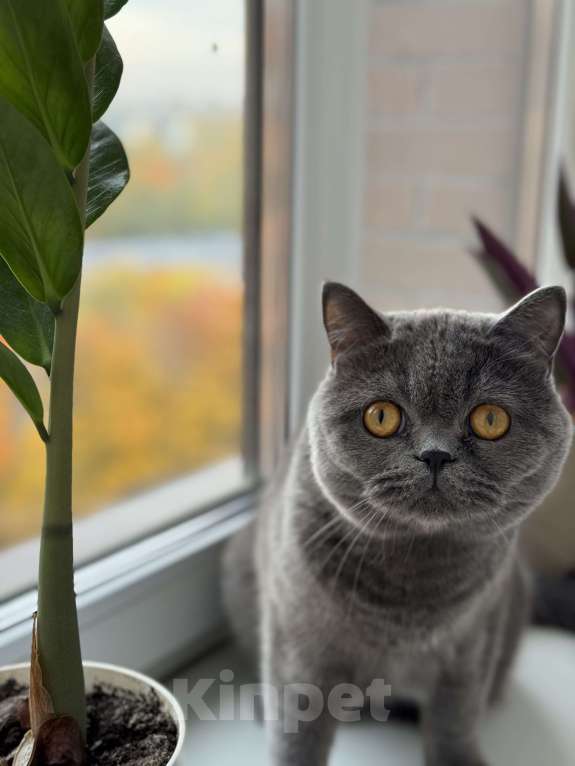 Кошки в Рязани: Продам Мальчик, 10 000 руб. - фото 1