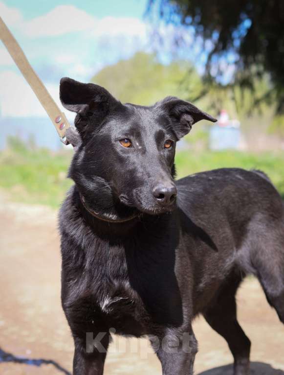 Собаки в Москве: Шерри нужен дом  Девочка, Бесплатно - фото 3