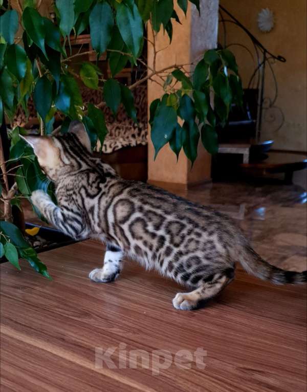 Кошки в Москве: Бенгальская девочка  Девочка, 55 000 руб. - фото 4