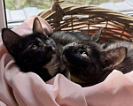 Кошки в Москве: Котята - девочки ищут дом! Девочка, Бесплатно - фото 4