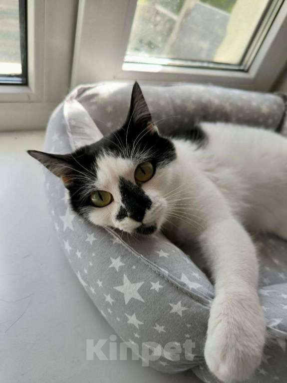 Кошки в Королеве: микро-кошечка Нюша ищет дом. Девочка, Бесплатно - фото 3