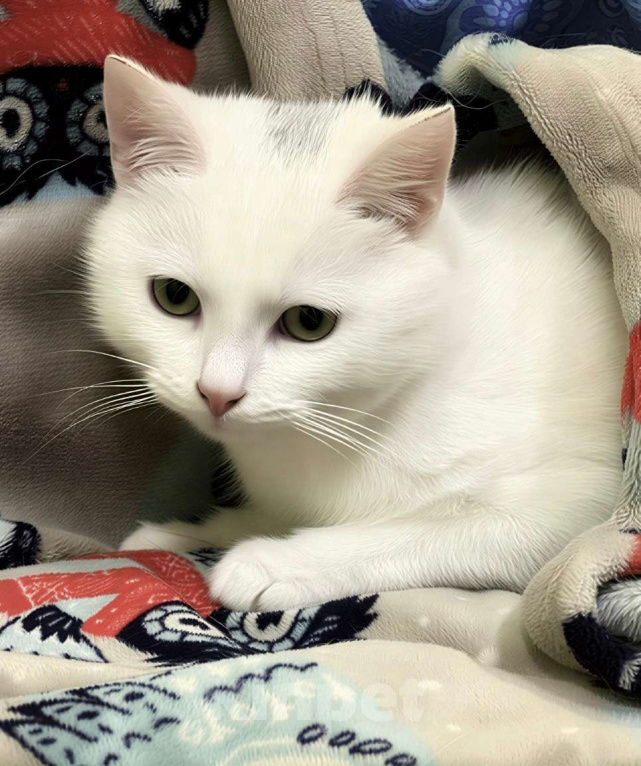 Кошки в Санкт-Петербурге: Котенок Беляшик Мальчик, Бесплатно - фото 1