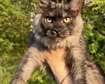 Кошки в Москве: Котенок Мейнкун Девочка, 75 000 руб. - фото 1