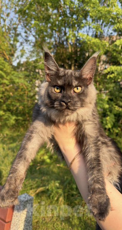 Кошки в Москве: Котенок Мейнкун Девочка, 75 000 руб. - фото 1