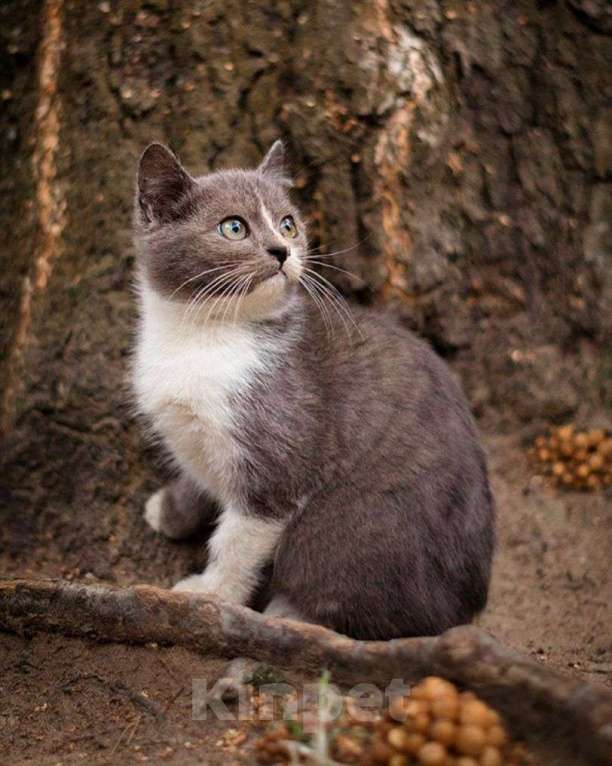 Кошки в Москве: Маленький котенок ищет дом! Мальчик, Бесплатно - фото 3