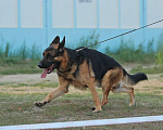 Собаки в Энгельс-19: Кобель на вязку Мальчик, 25 000 руб. - фото 6