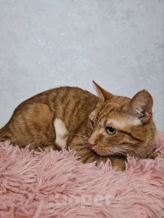 Кошки в Москве: Рыжий кот в добрые руки Мальчик, Бесплатно - фото 7