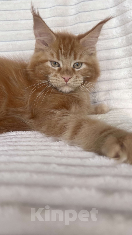 Кошки в Ярославле: Кошка  Девочка, Бесплатно - фото 2