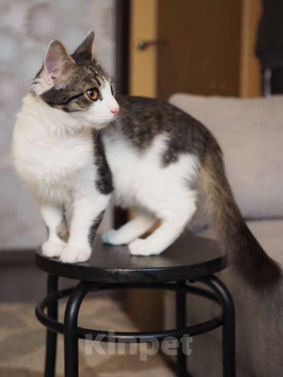 Кошки в Москве: Луис — котёнок-компаньон ищет дом Мальчик, 1 руб. - фото 3