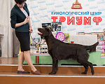 Собаки в Северодвинске: Вязка Мальчик, Бесплатно - фото 4