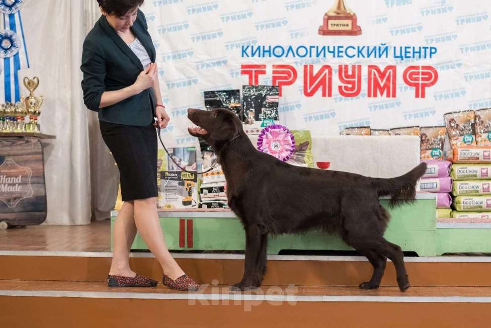 Собаки в Северодвинске: Вязка Мальчик, Бесплатно - фото 4