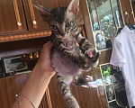 Кошки в Кстово: Котята сфинкса, 3 000 руб. - фото 3
