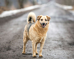 Собаки в Раменском: Кузя в поисках семьи! Мальчик, Бесплатно - фото 1