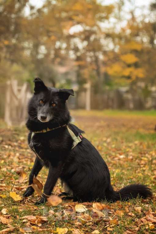 Собаки в Москве: Ника собака из приюта в поиске дома Девочка, Бесплатно - фото 10