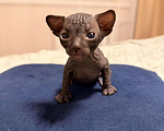 Кошки в Барнауле: Канадский сфинкс Мальчик, 10 000 руб. - фото 6