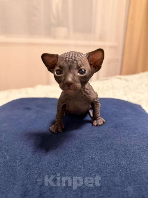 Кошки в Барнауле: Канадский сфинкс Мальчик, 10 000 руб. - фото 6