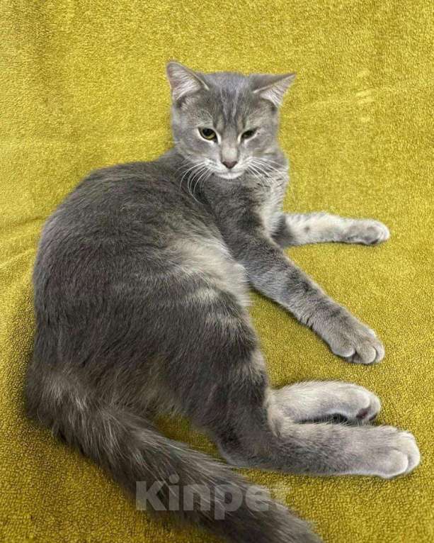 Кошки в Москве: Серебристый котенок в добрые руки Мальчик, Бесплатно - фото 3