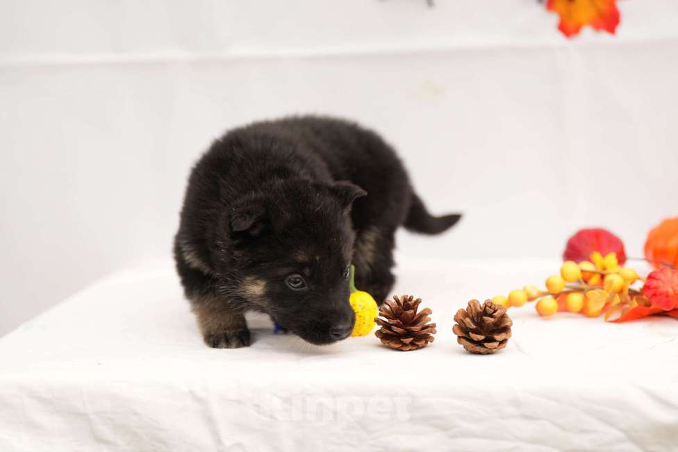 Собаки в других городах Московской области: Мальчик восточноевропейская овчарка с документами  Мальчик, 65 000 руб. - фото 5