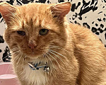 Кошки в Москве: Помогите многострадальному рыжему котику обрести дом Мальчик, 1 руб. - фото 4