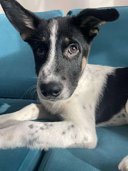 Спайк якутенок