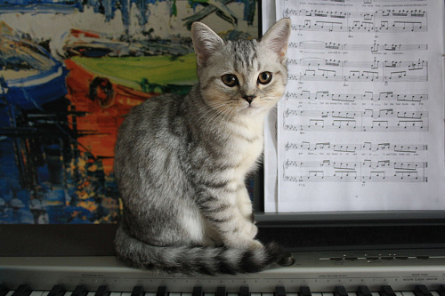 Объявление: Продается красивый котенок, 54 900 руб., Краснокаменск
