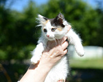 Кошки в Москве: Котенок Бусинка ищет дом Девочка, Бесплатно - фото 4