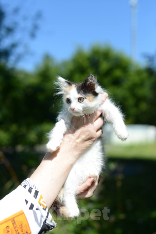 Кошки в Москве: Котенок Бусинка ищет дом Девочка, Бесплатно - фото 4
