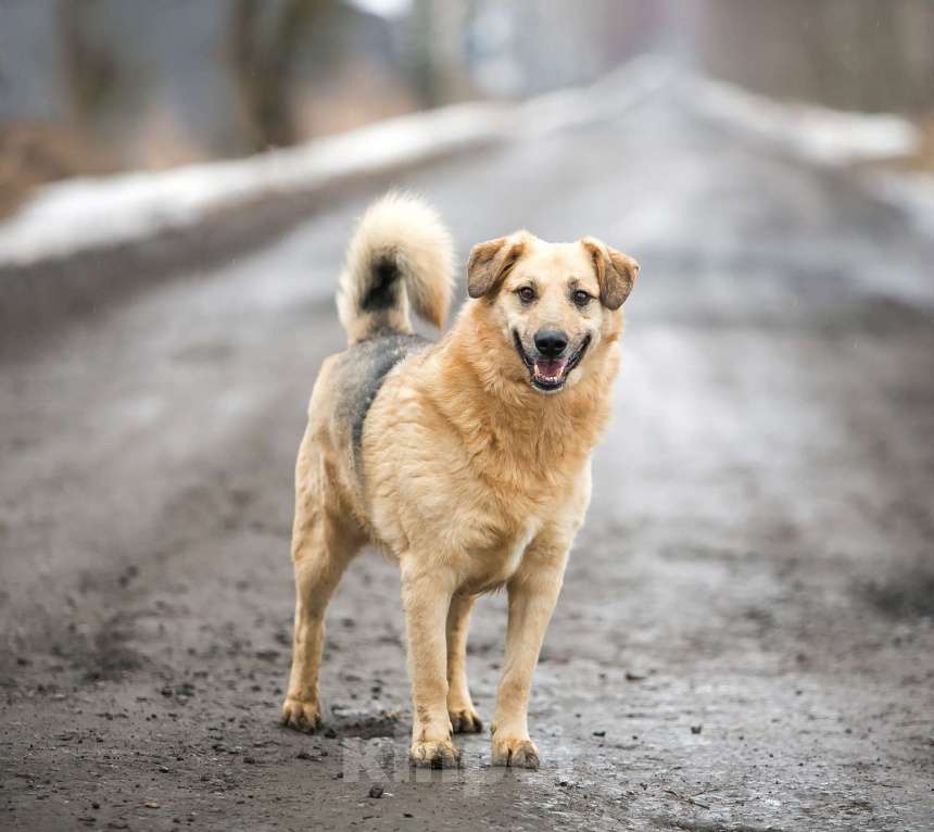 Собаки в Раменском: Кузя в поисках семьи! Мальчик, Бесплатно - фото 1