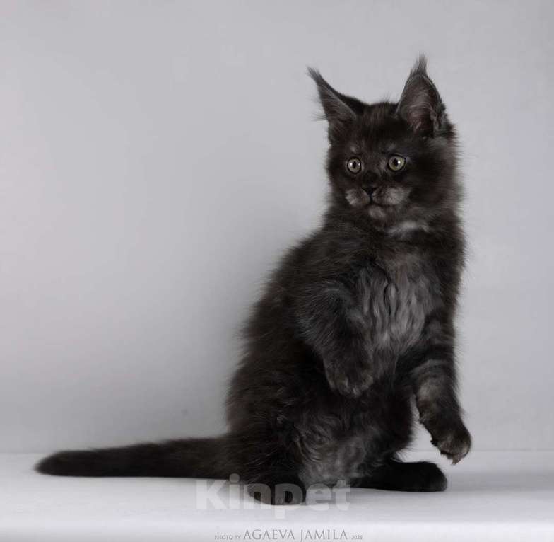 Кошки в Москве: Мейн-кун Зорро сладкий пирожок Мальчик, 105 000 руб. - фото 2