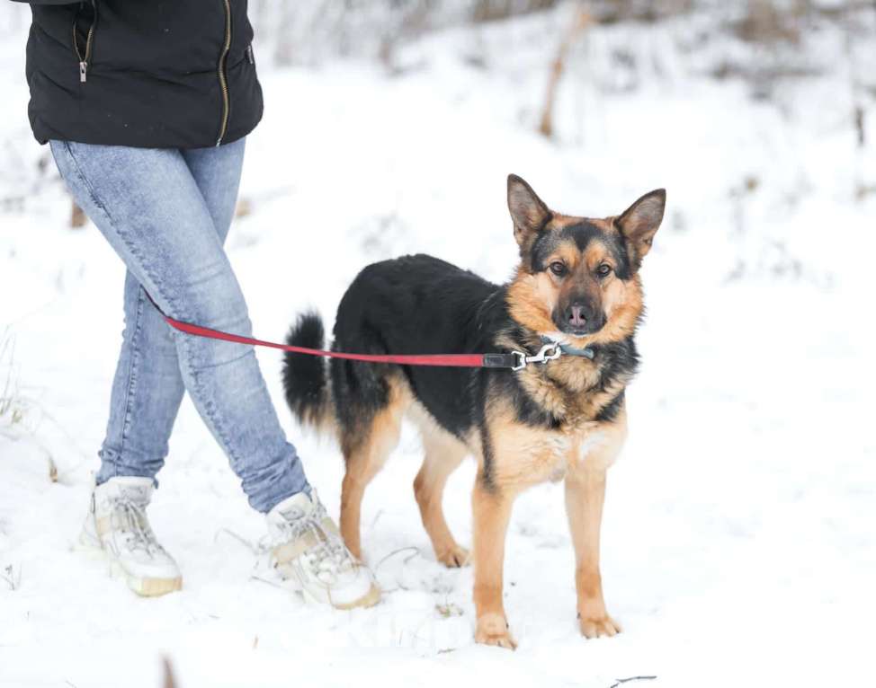 Собаки в Раменском: Собака Дана - метис овчарки в добрые руки Девочка, Бесплатно - фото 8