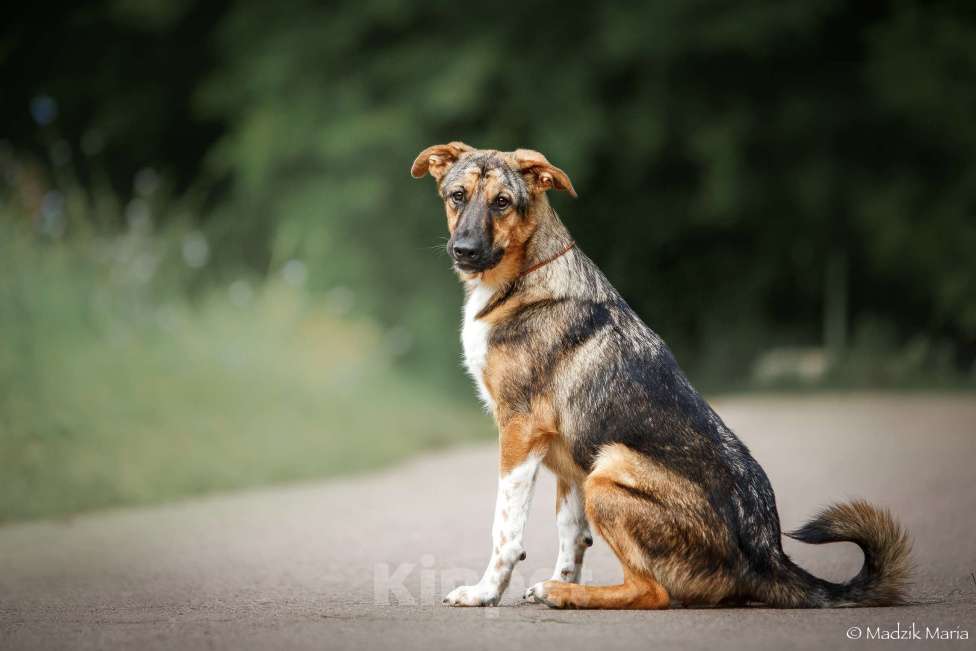 Собаки в Москве: Энджел Девочка, Бесплатно - фото 7