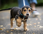 Собаки в Москве: 🐶 Бусинка ищет свою семью! 🐶 Девочка, Бесплатно - фото 1