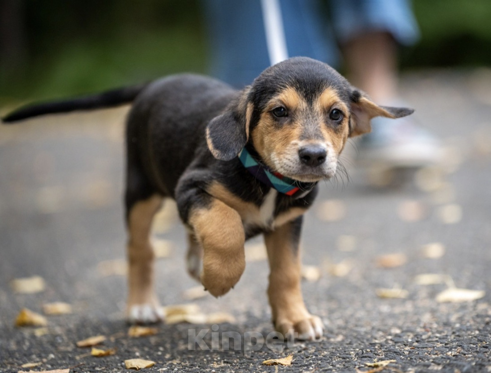 Собаки в Москве: 🐶 Бусинка ищет свою семью! 🐶 Девочка, Бесплатно - фото 1