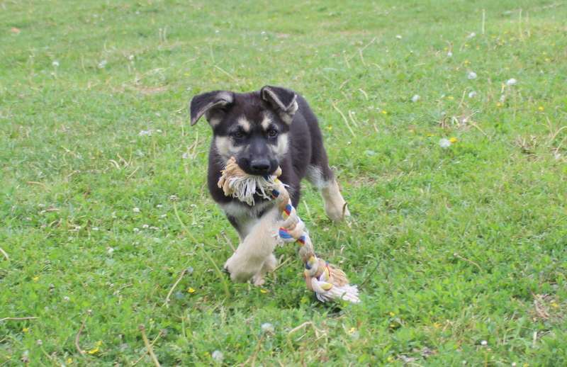Собаки в Москве: Радомир Мальчик, 50 000 руб. - фото 7