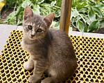 Кошки в Москве: котенок девочка ищет дом Девочка, Бесплатно - фото 1
