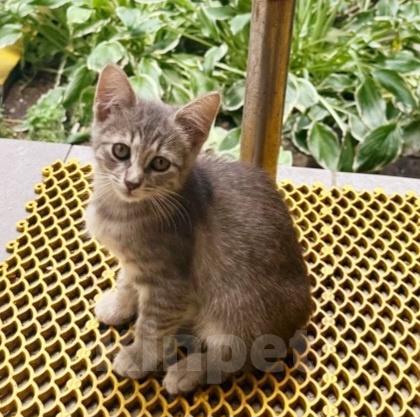 Кошки в Москве: котенок девочка ищет дом Девочка, Бесплатно - фото 1