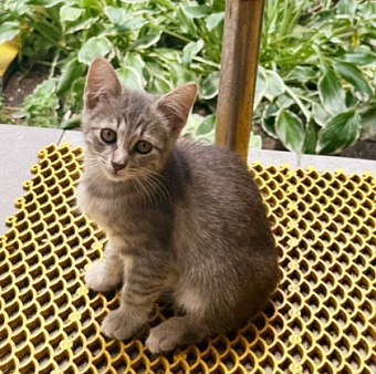 котенок девочка ищет дом