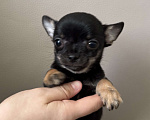 Собаки в Богдане: Щенки чихуахуа Девочка, 25 000 руб. - фото 5