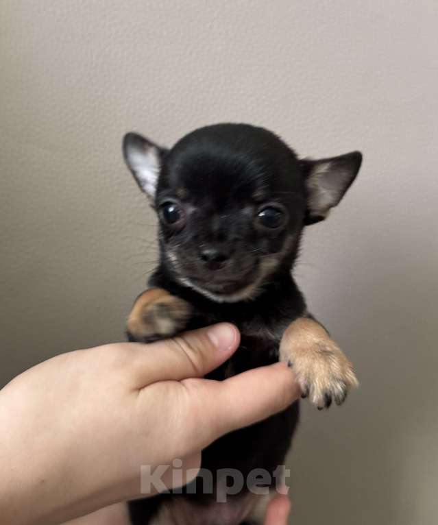 Собаки в Богдане: Щенки чихуахуа Девочка, 25 000 руб. - фото 5
