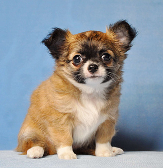 Продается очаровательная  девочка-щенок чихуахуа длинношерстной породы!