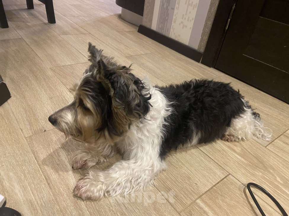 Собаки в Санкт-Петербурге: Найдена собака Мальчик, Бесплатно - фото 3