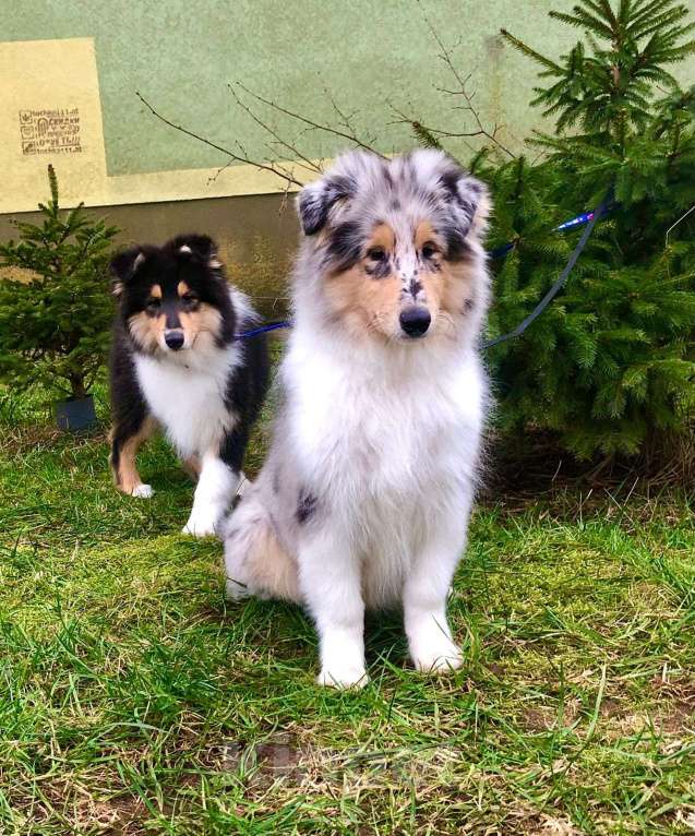 Собаки в Калининграде: Очаровательный, активный, игривый мальчик ищет заботливого владельца Мальчик, Бесплатно - фото 3