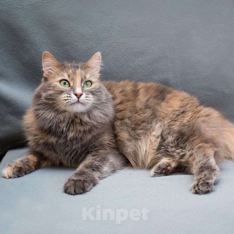 Кошки в Москве: Пушистая Плюша в добрые руки Девочка, Бесплатно - фото 5