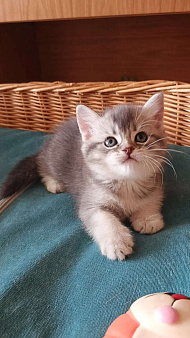 Шотландский котик-страйт Юстас