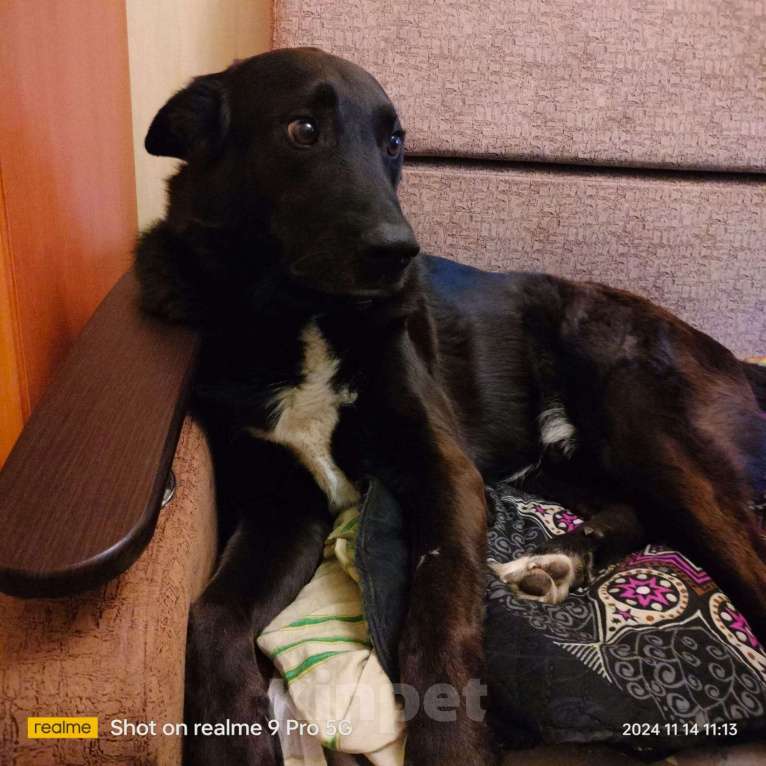 Собаки в Нижнем Новгороде: Пропала Собака .  Вознаграждение 5000   Мальчик, 5 000 руб. - фото 4
