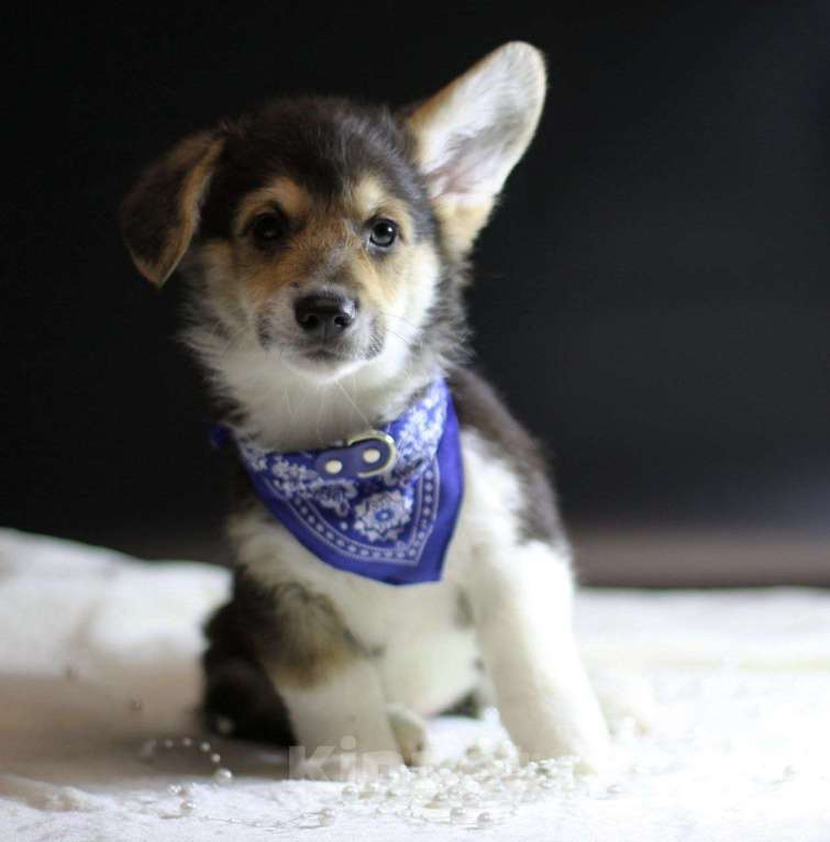 Собаки в Тольятти: Щенки Вельш Корги Пемброк Мальчик, 50 000 руб. - фото 3