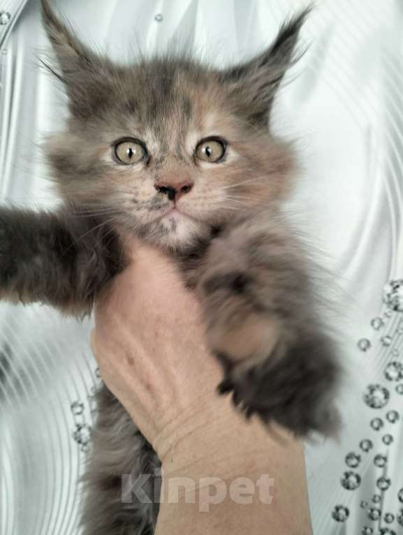 Кошки в других городах Красноярского края: Мейн-кун котята из питомника Девочка, 25 000 руб. - фото 1