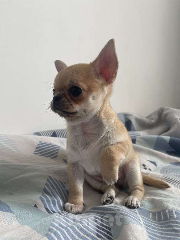 Собаки в Самаре: Даня Мальчик, 50 000 руб. - фото 3